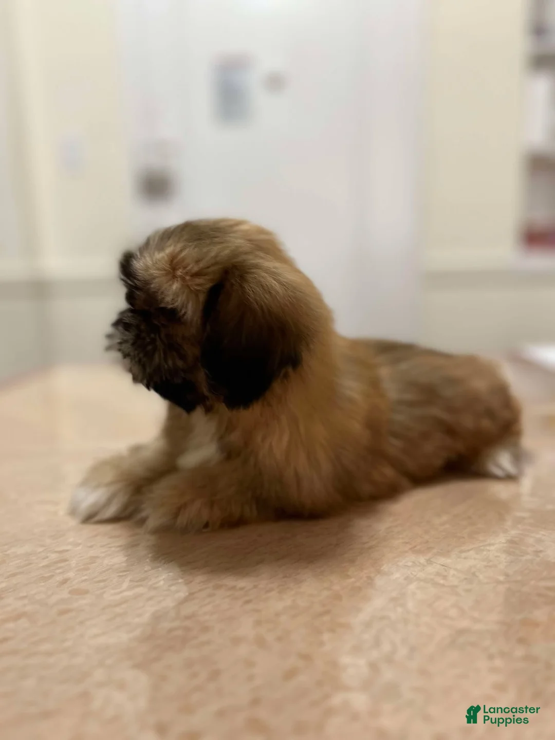 Shih Tzu dogs for sale: Milo - Ad 2