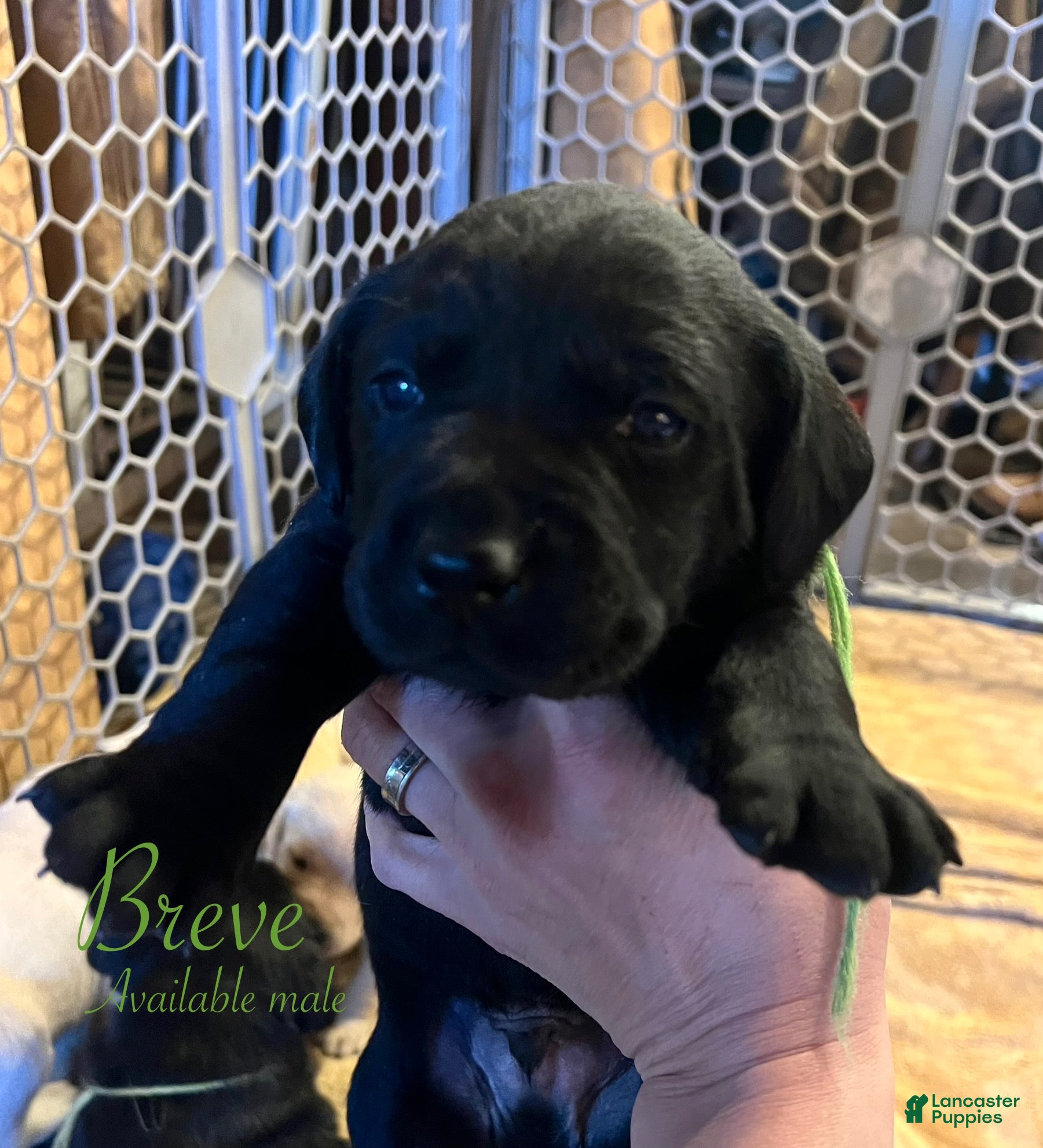 Labrador Retriever dogs Breve - Ad 28