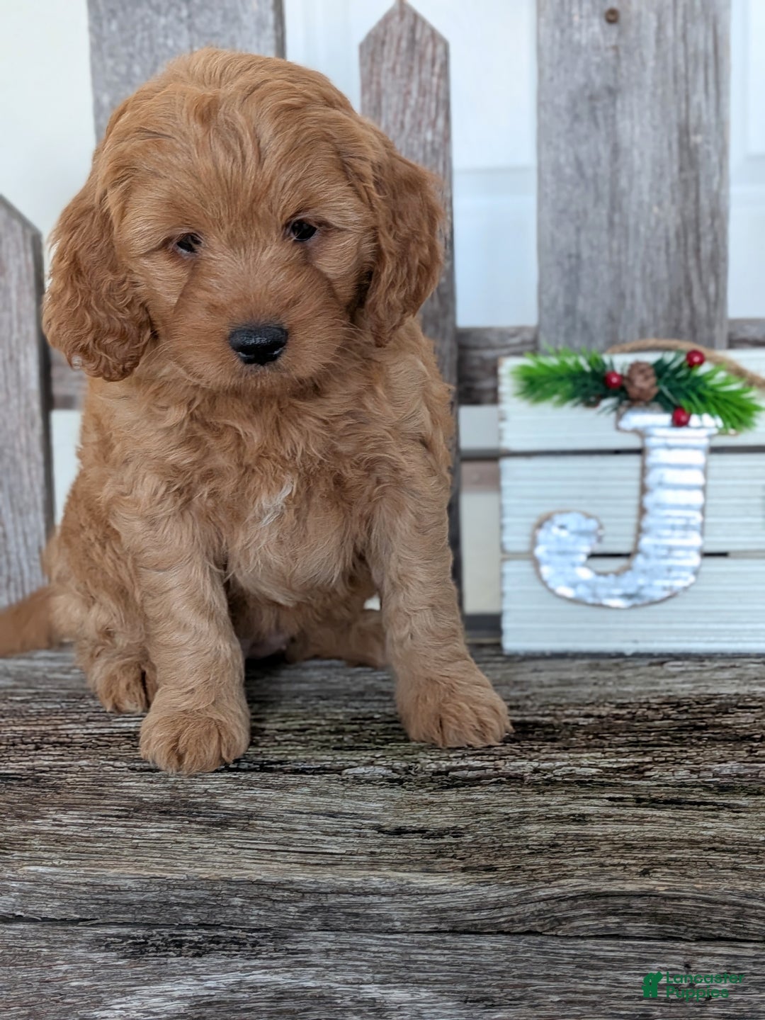 Goldendoodle dogs for sale: Ruby  - Ad 3