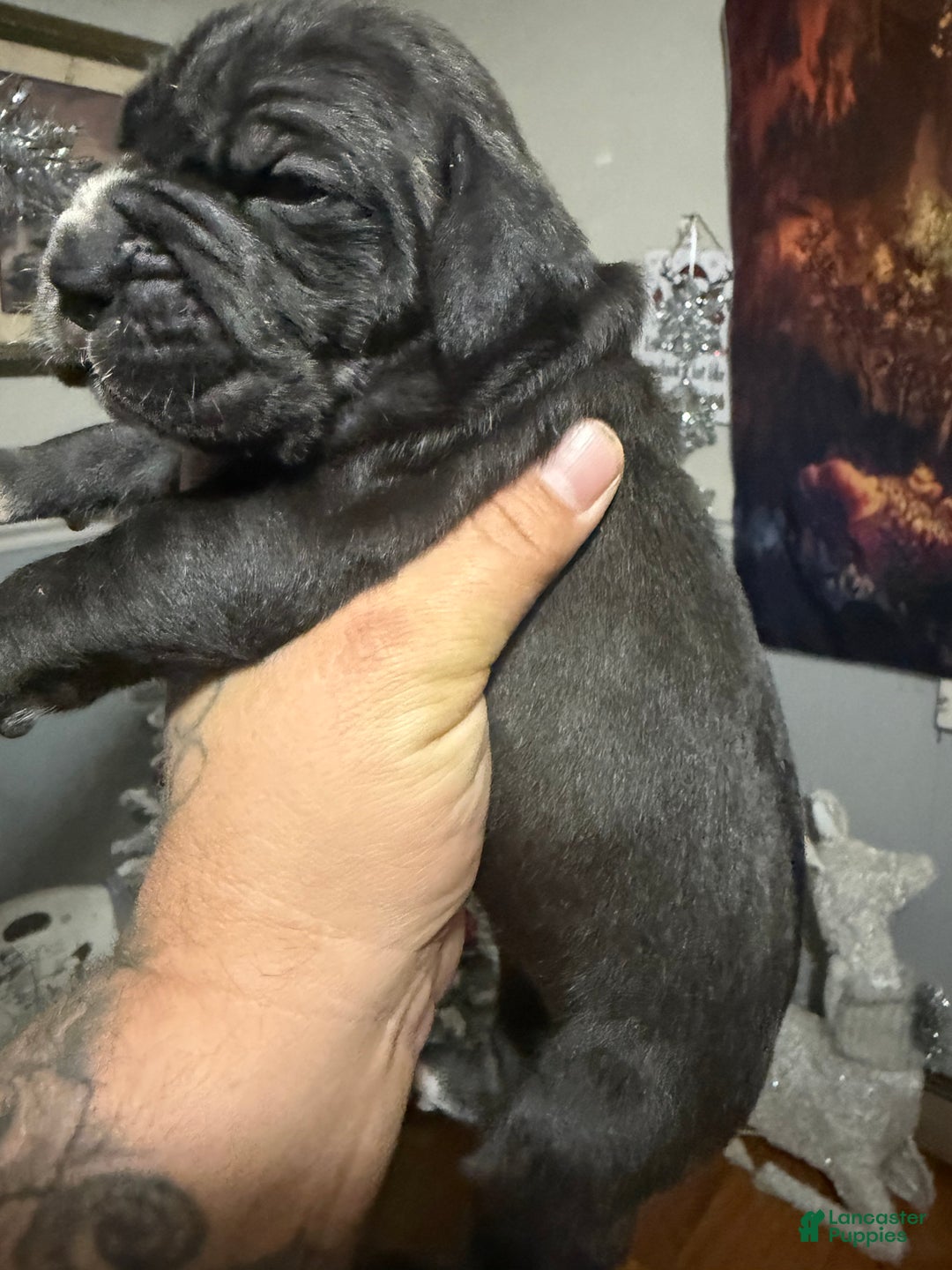 Cane Corso dogs for sale: Cane Corso Puppy 5 - Ad 3