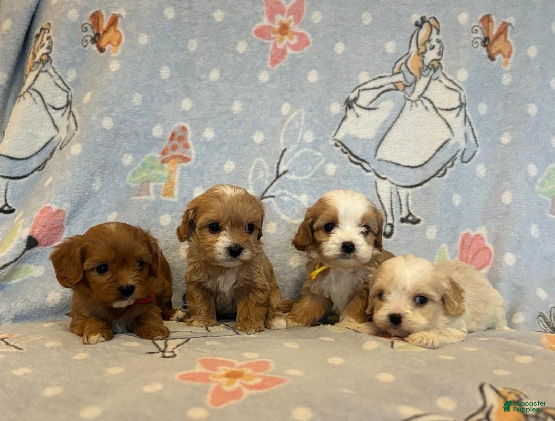 Cavapoo dogs for sale: Bill - Ad 19