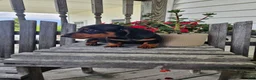 Dachshund dogs for sale: Bud - Ad 4