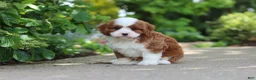 Cavapoo dogs for sale: Oscar - Ad 6