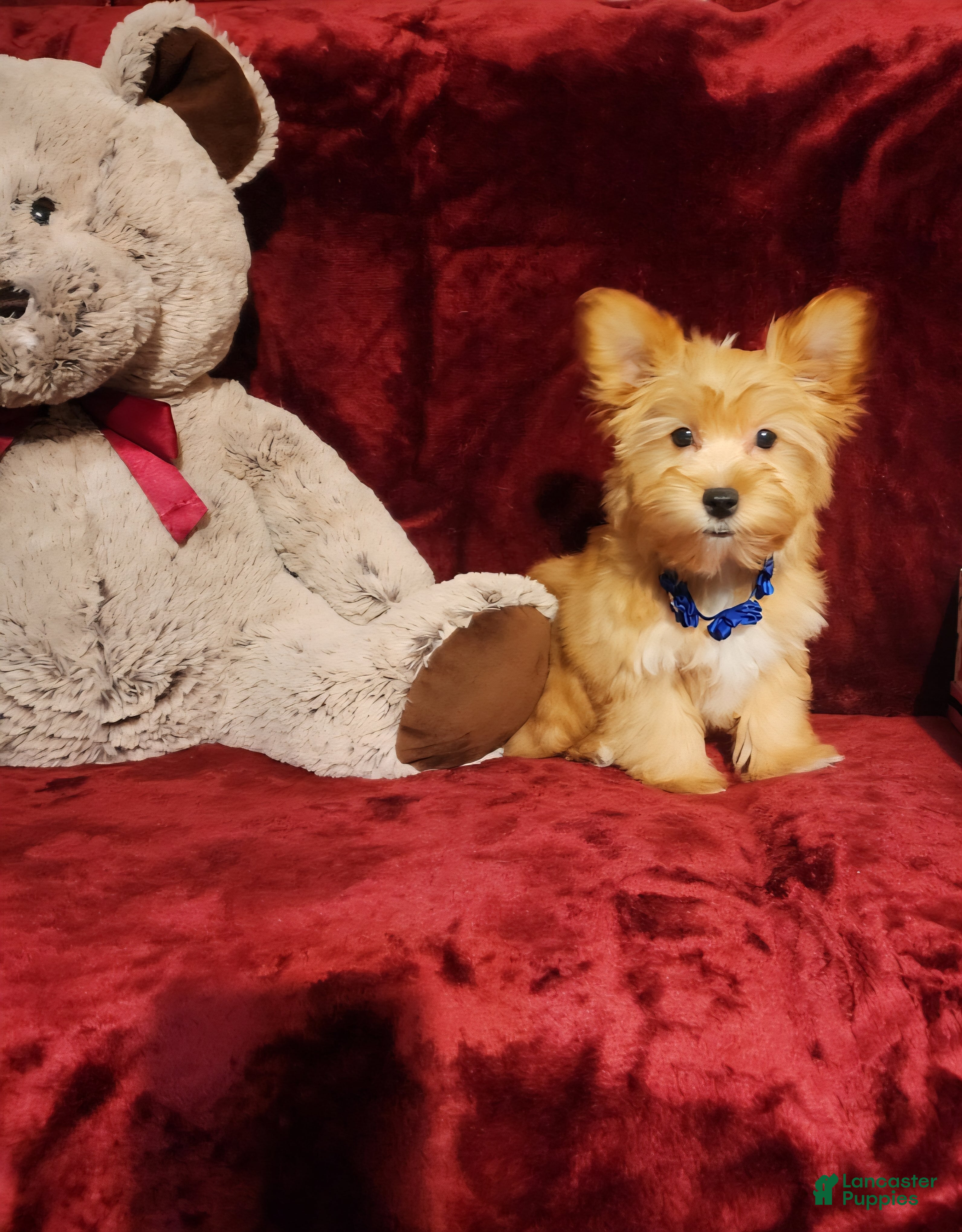 Yorkshire Terrier dogs DUSTY - Ad 11