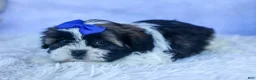 Shih Tzu dogs for sale: SAMSON - Ad 7