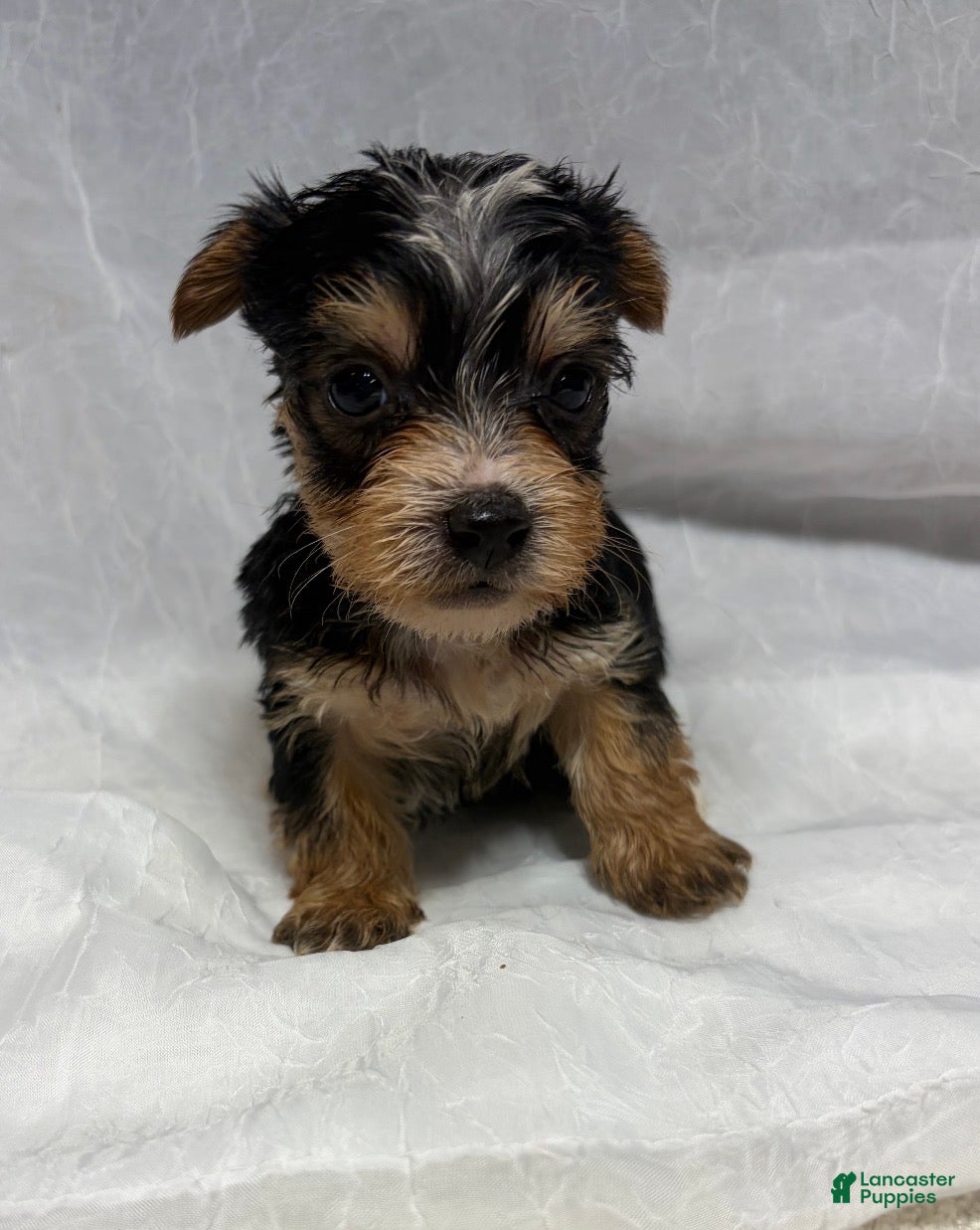 Yorkshire Terrier dogs Yorkshire Terrier 3 - Ad 1