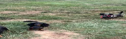 Miniature Dachshund dogs for sale: Rascal  - Ad 10