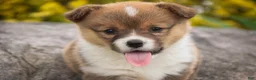 Welsh Corgi Pembroke dogs for sale: Jessie - Ad 8