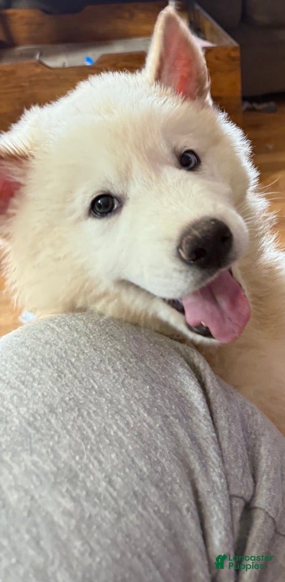 Mixed Breed dogs Razzamatazz - Ad 6