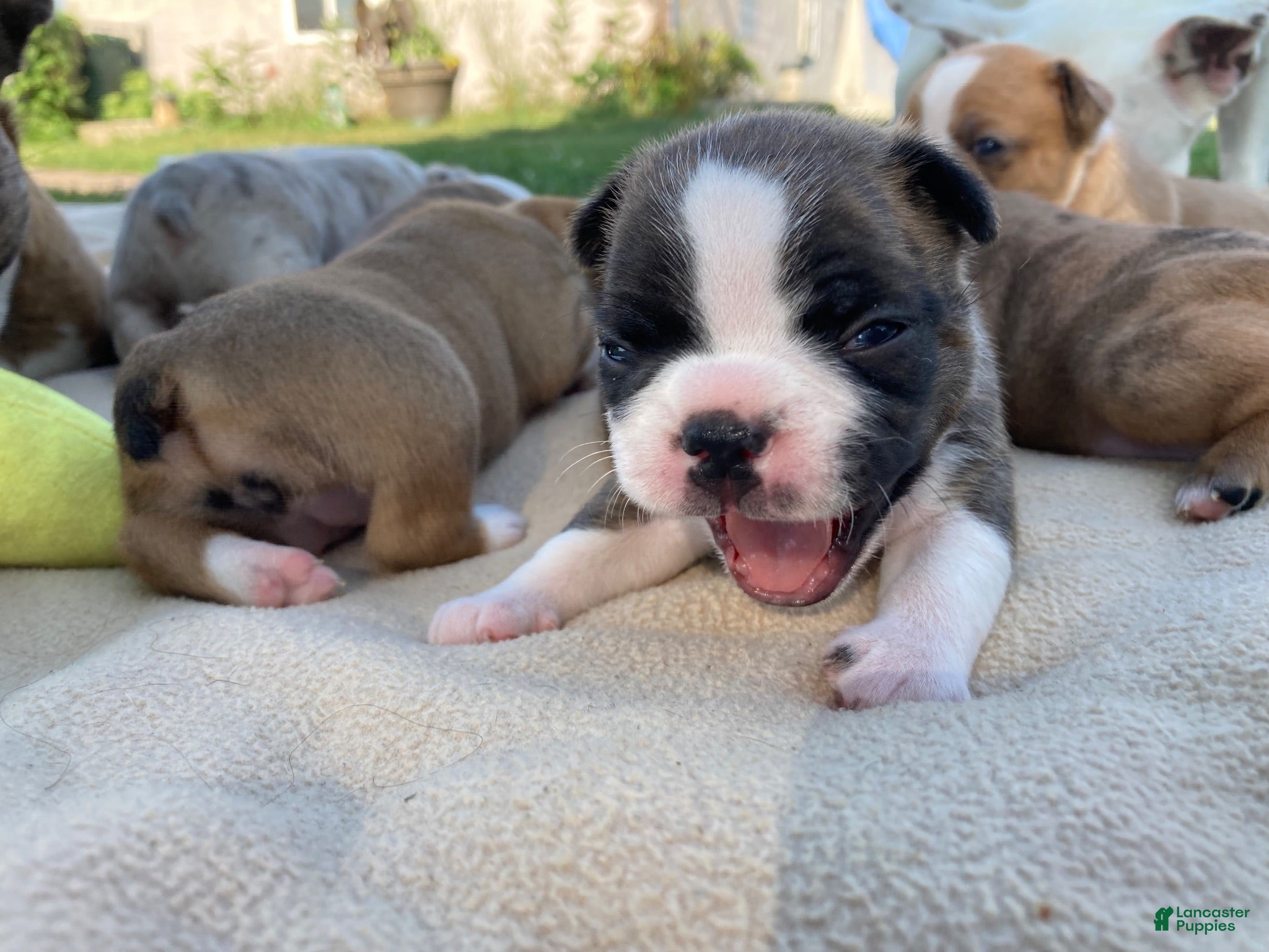 Frenchton dogs Rollo - Ad 1