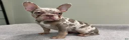 French Bulldog dogs for sale: Misty - Ad 6