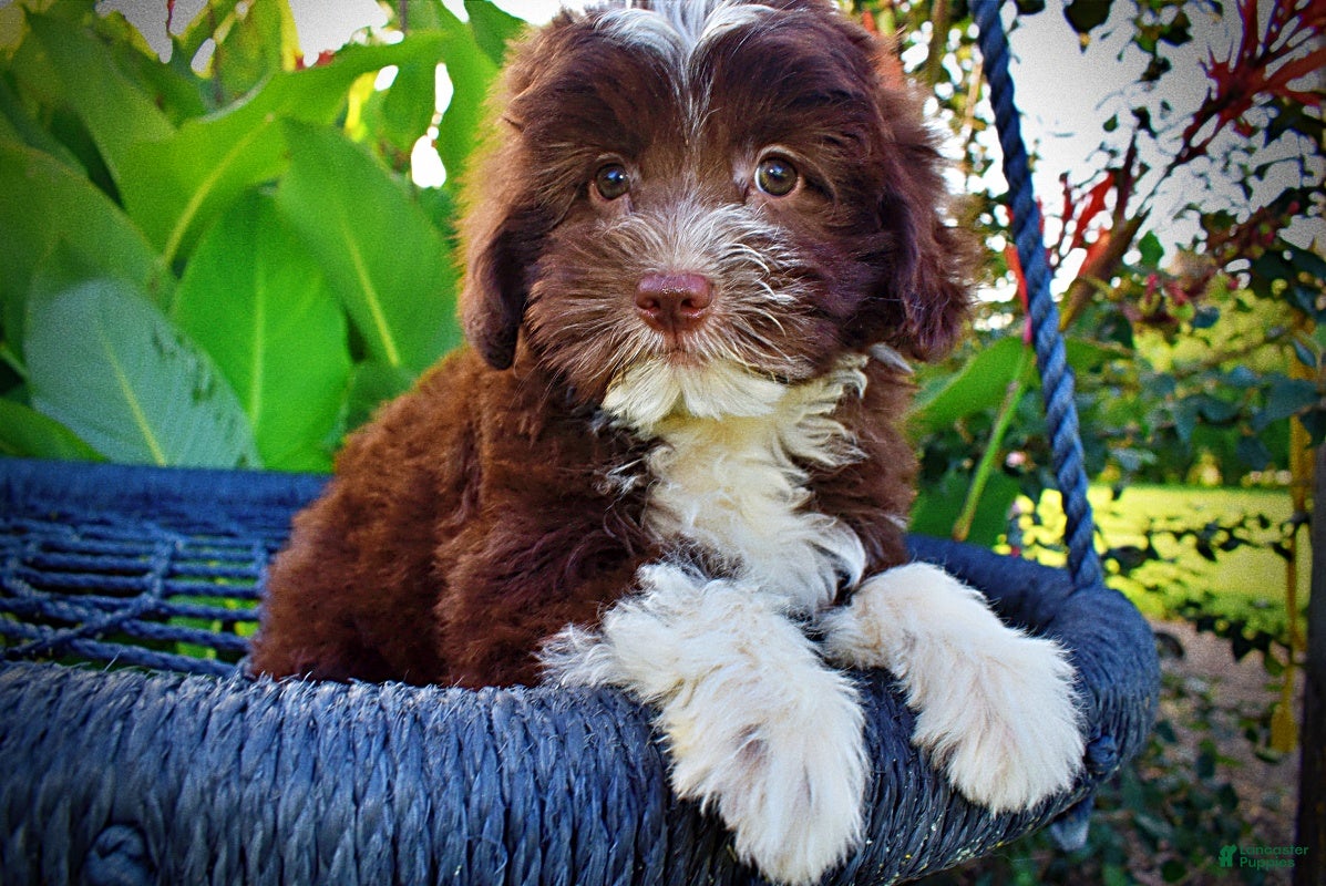 Havapoo dogs Emma - Ad 2
