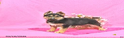German Shepherd dogs for sale: Sugar - Ad 4