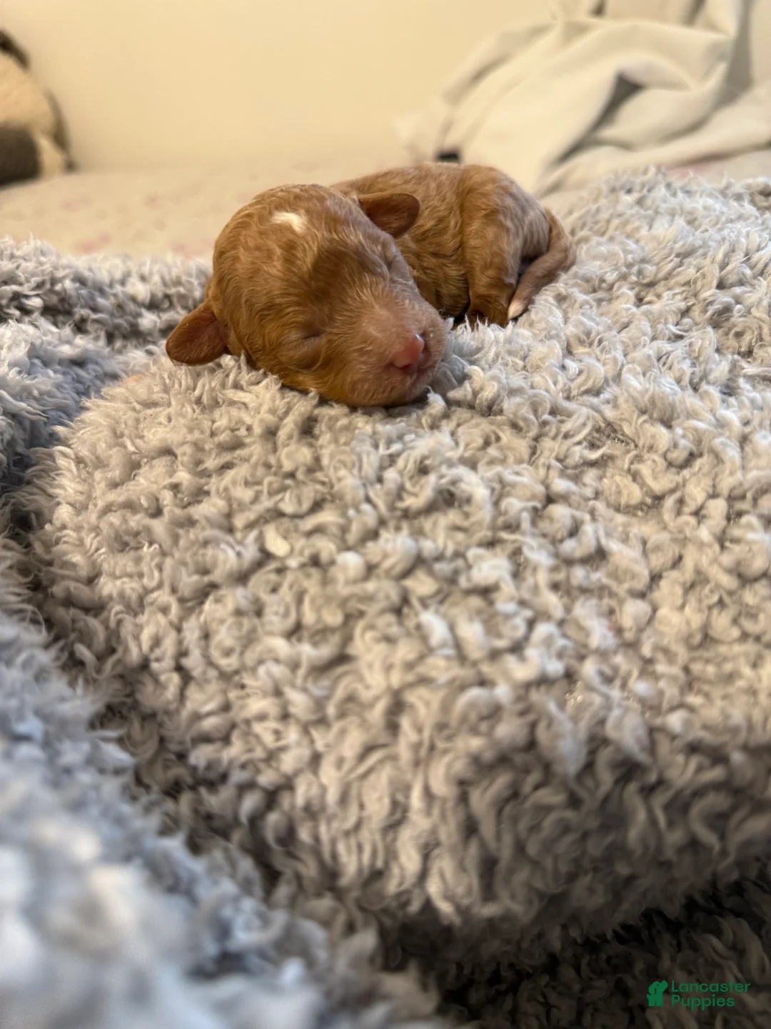 Miniature Poodle dogs for sale: Wave - Ad 2