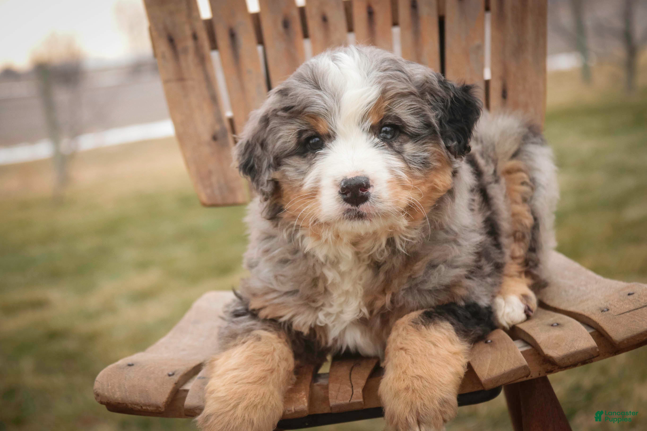 Bernedoodle dogs Paxton - Ad 2