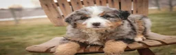 Bernedoodle dogs for sale: Paxton - Ad 2