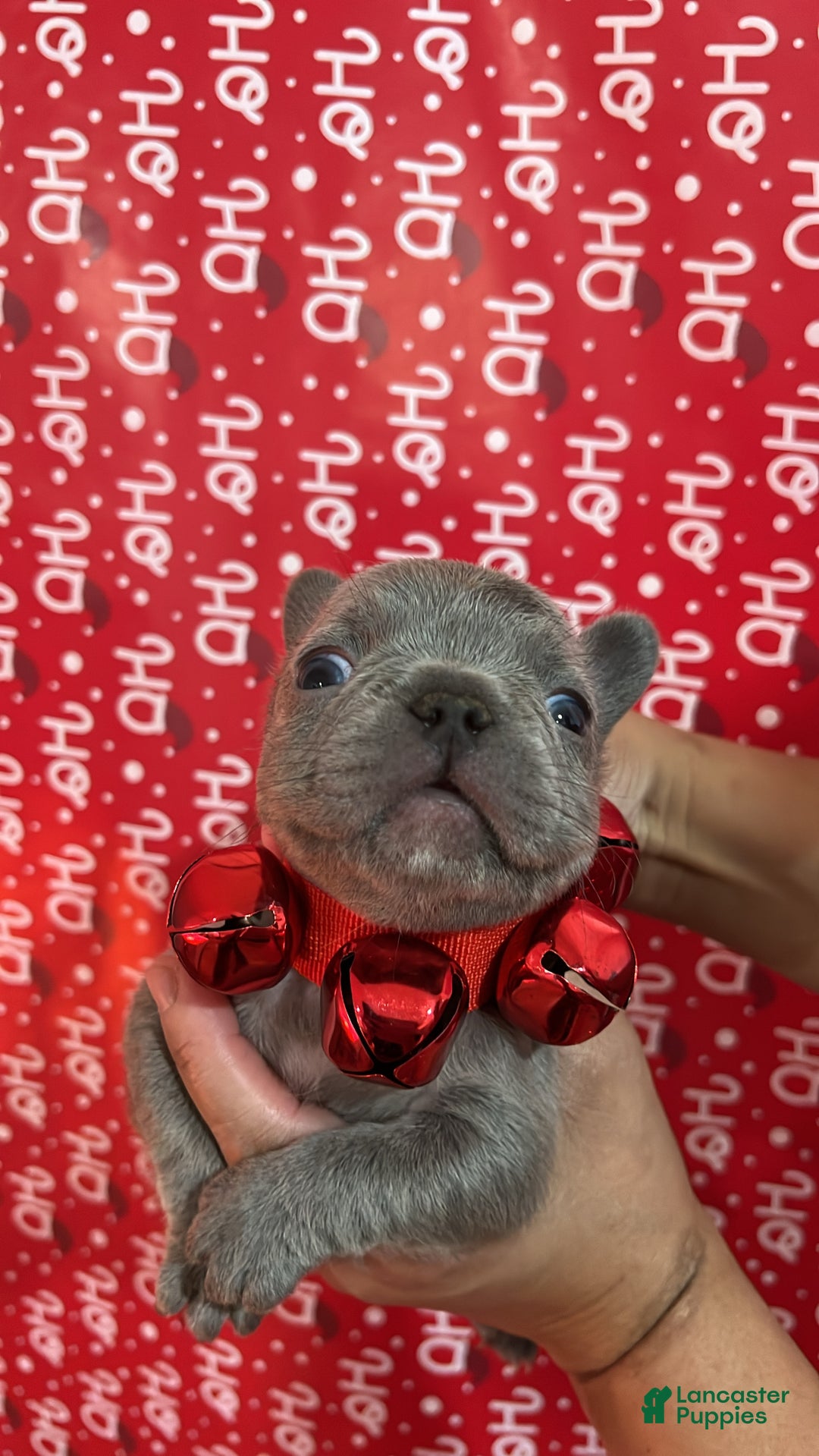 French Bulldog dogs for sale: Prince - Ad 11