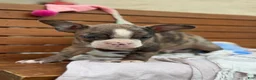 Boston Terrier dogs for sale: Kenny - Ad 14