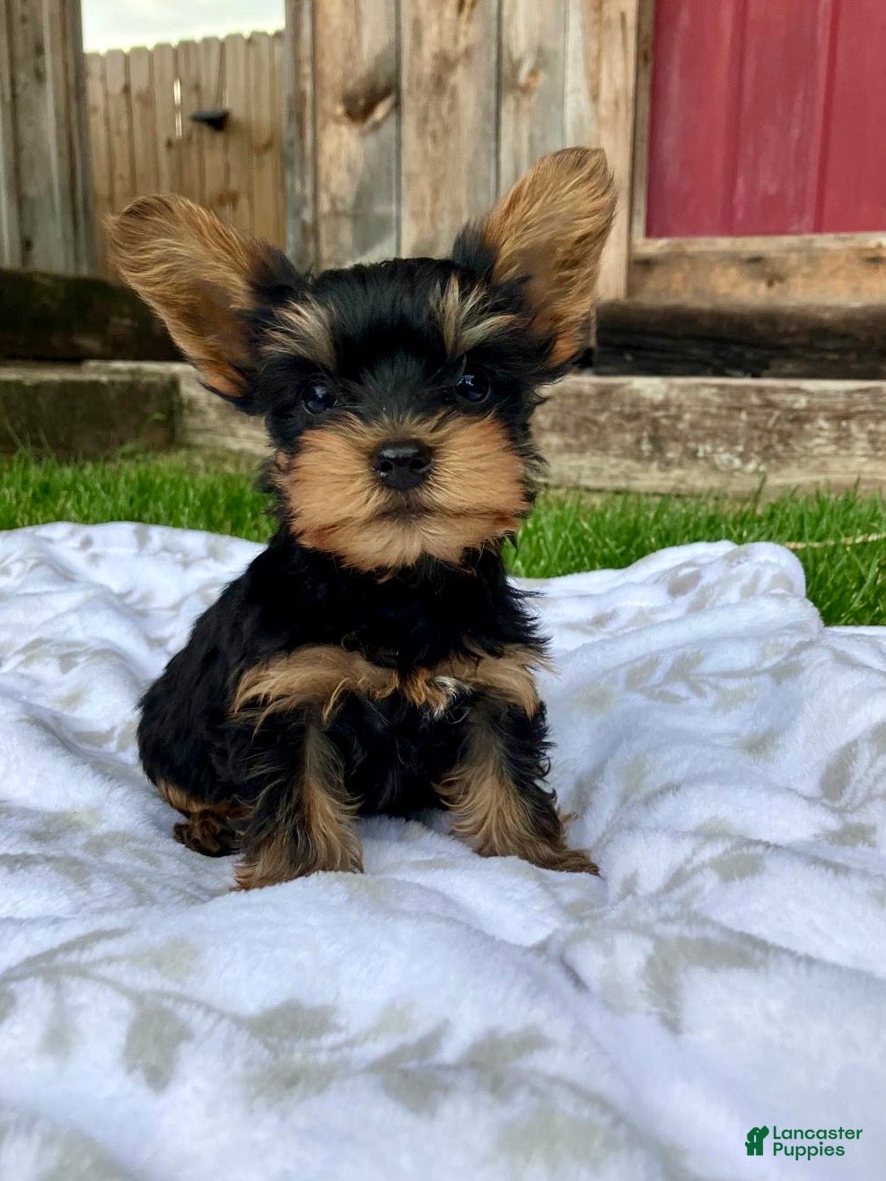 Yorkshire Terrier dogs Max - Ad 1