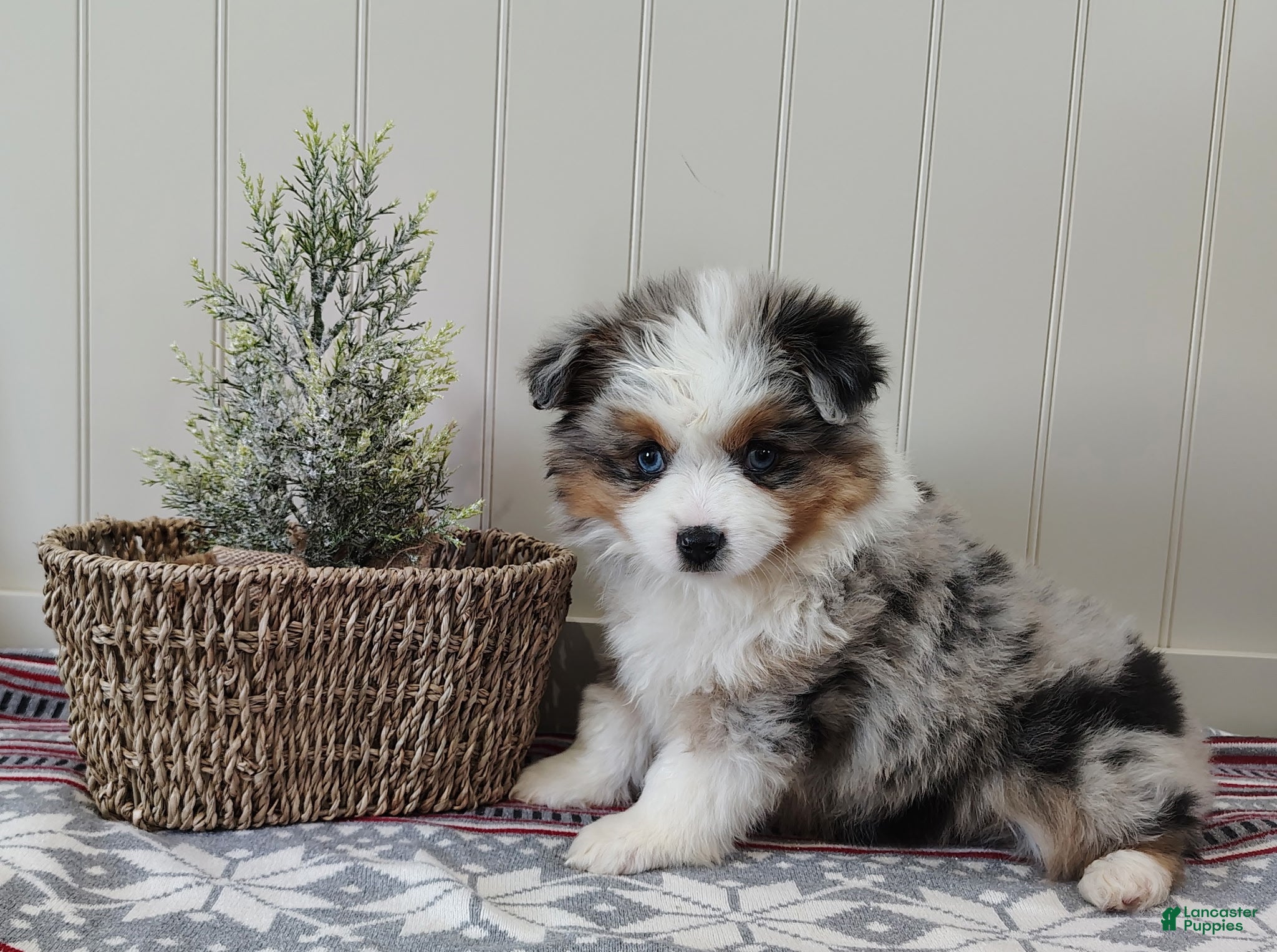 Miniature Australian Shepherd dogs Chloe - Ad 7