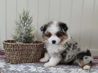 Miniature Australian Shepherd dogs Chloe - Ad 7