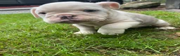 English Bulldog dogs for sale: Maverick - Ad 6