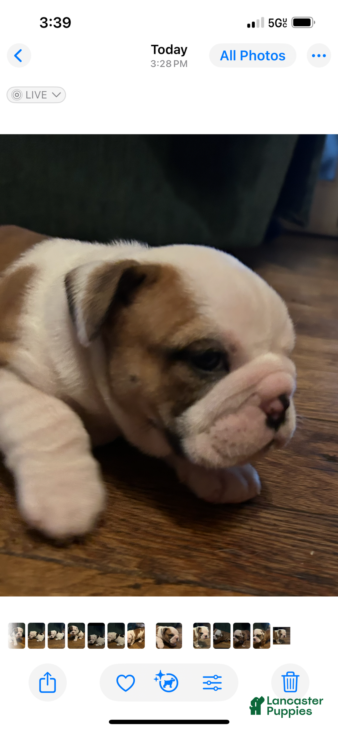 English Bulldog dogs for sale: Paisley - Ad 2
