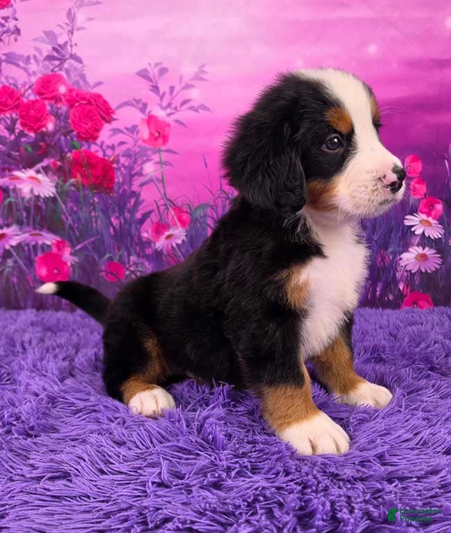 Bernese Mountain Dog dogs Diesel - Ad 2