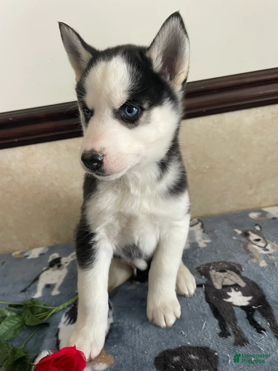 Pomsky dogs for sale: Gunther - Ad 3