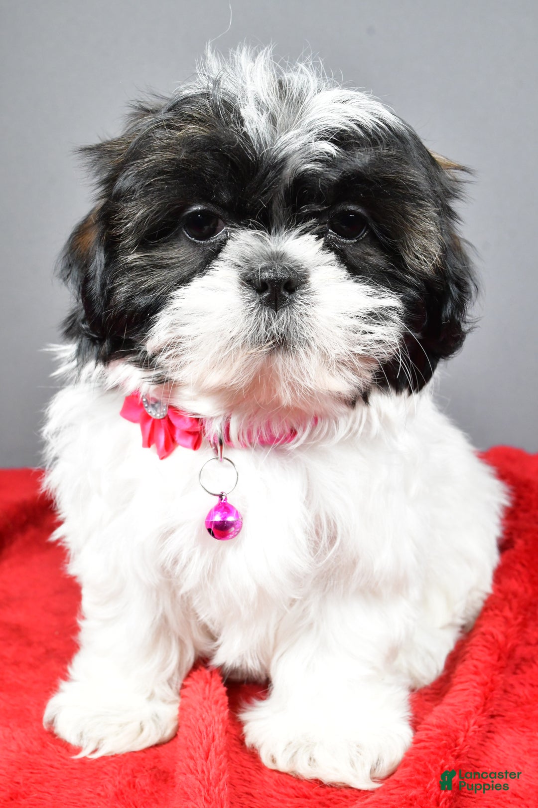 Shih Tzu dogs for sale: Bridget - Ad 7