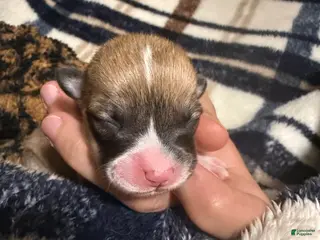 Welsh Corgi Pembroke dogs Welsh Corgi Pembroke Puppy 4 - Ad 37