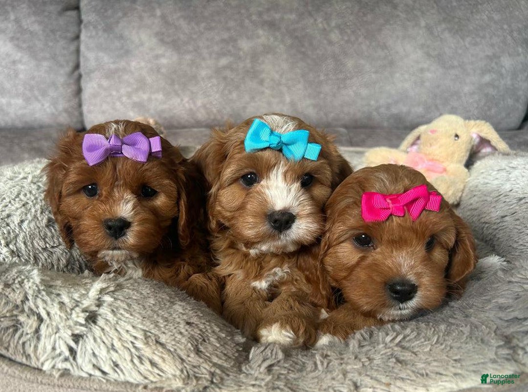Cavapoo dogs for sale: Bella - Ad 11