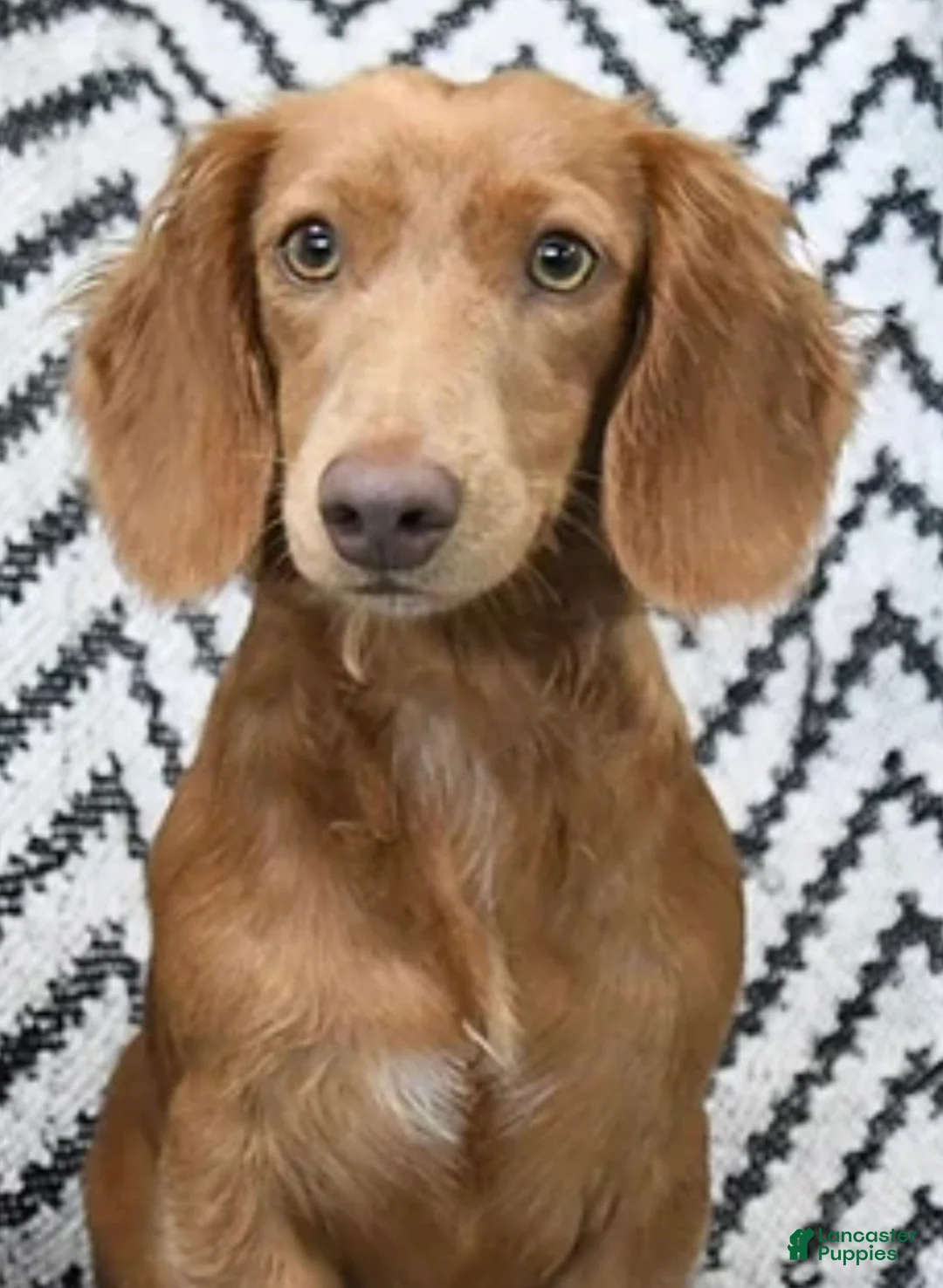 Miniature Dachshund dogs for sale: Chelsea  - Ad 4