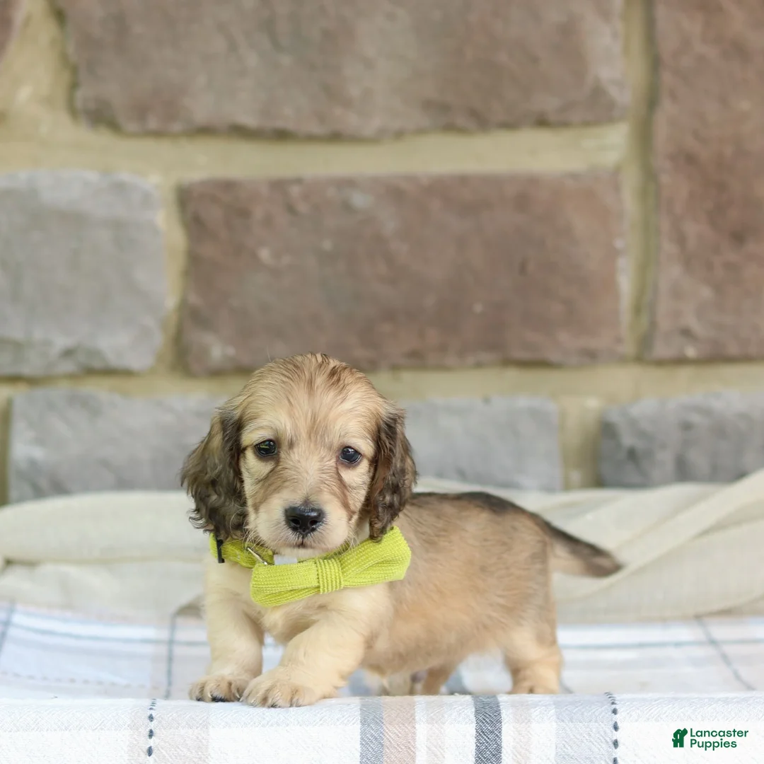 Miniature Dachshund dogs for sale: Parker - Ad 1