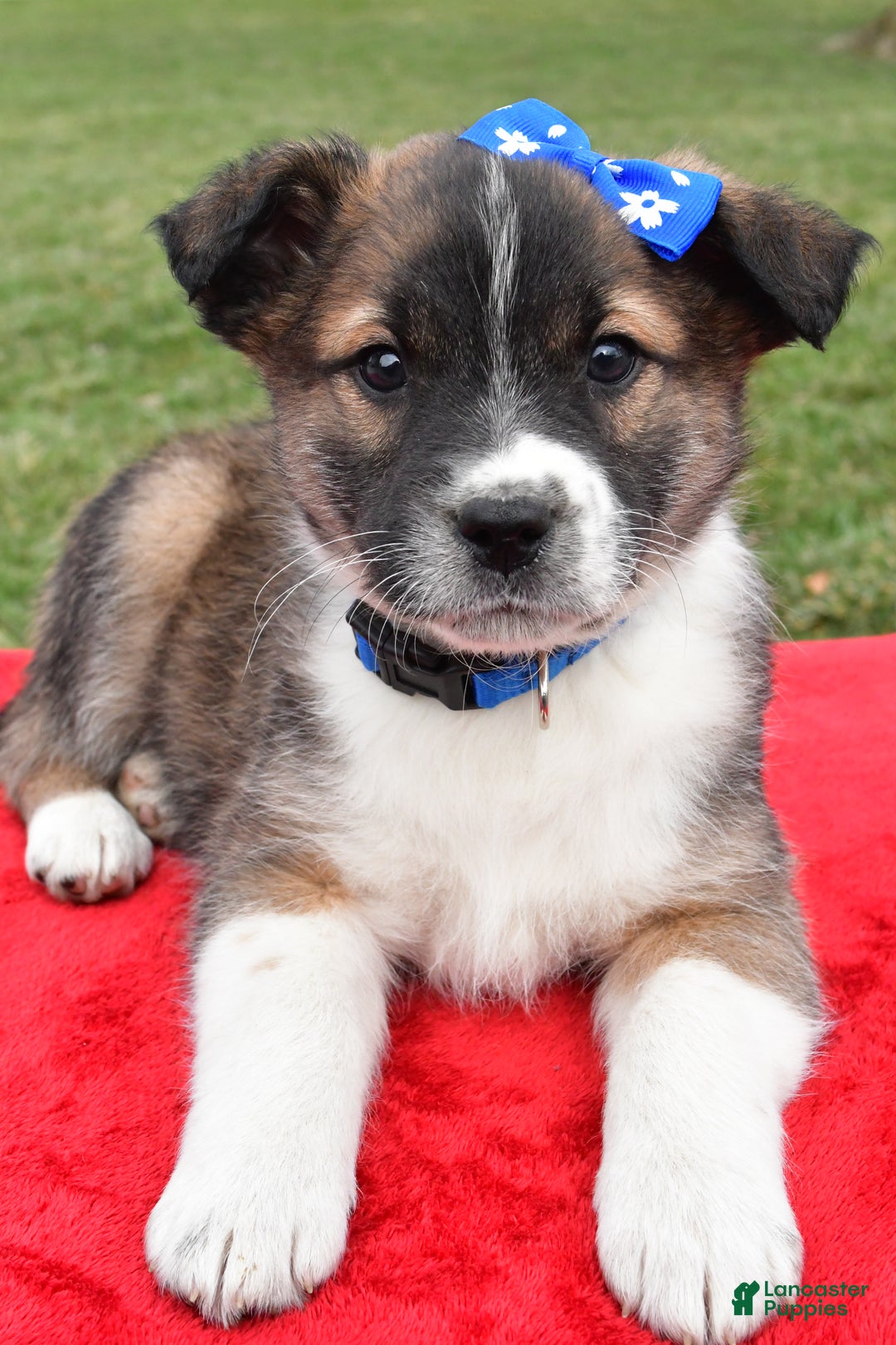 Mixed Breed dogs for sale: Max - Ad 3