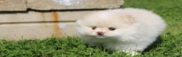 Pomeranian dogs for sale: Lola - Ad 11
