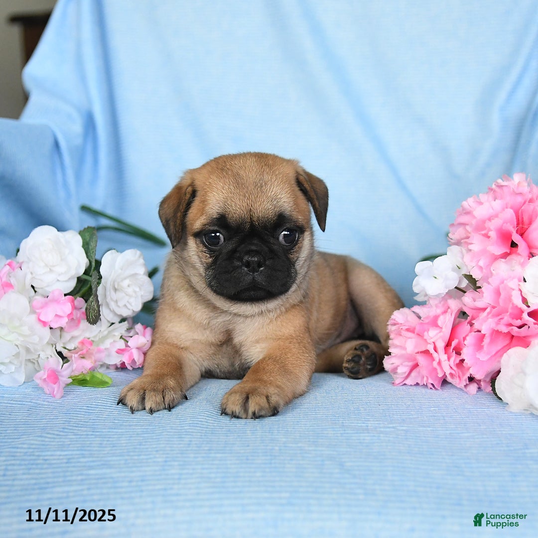 Pug dogs for sale: Geneva - Ad 5