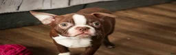 Boston Terrier dogs for sale: Katie - Ad 4