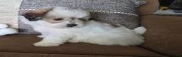 Maltipoo dogs for sale: Graham - Ad 6