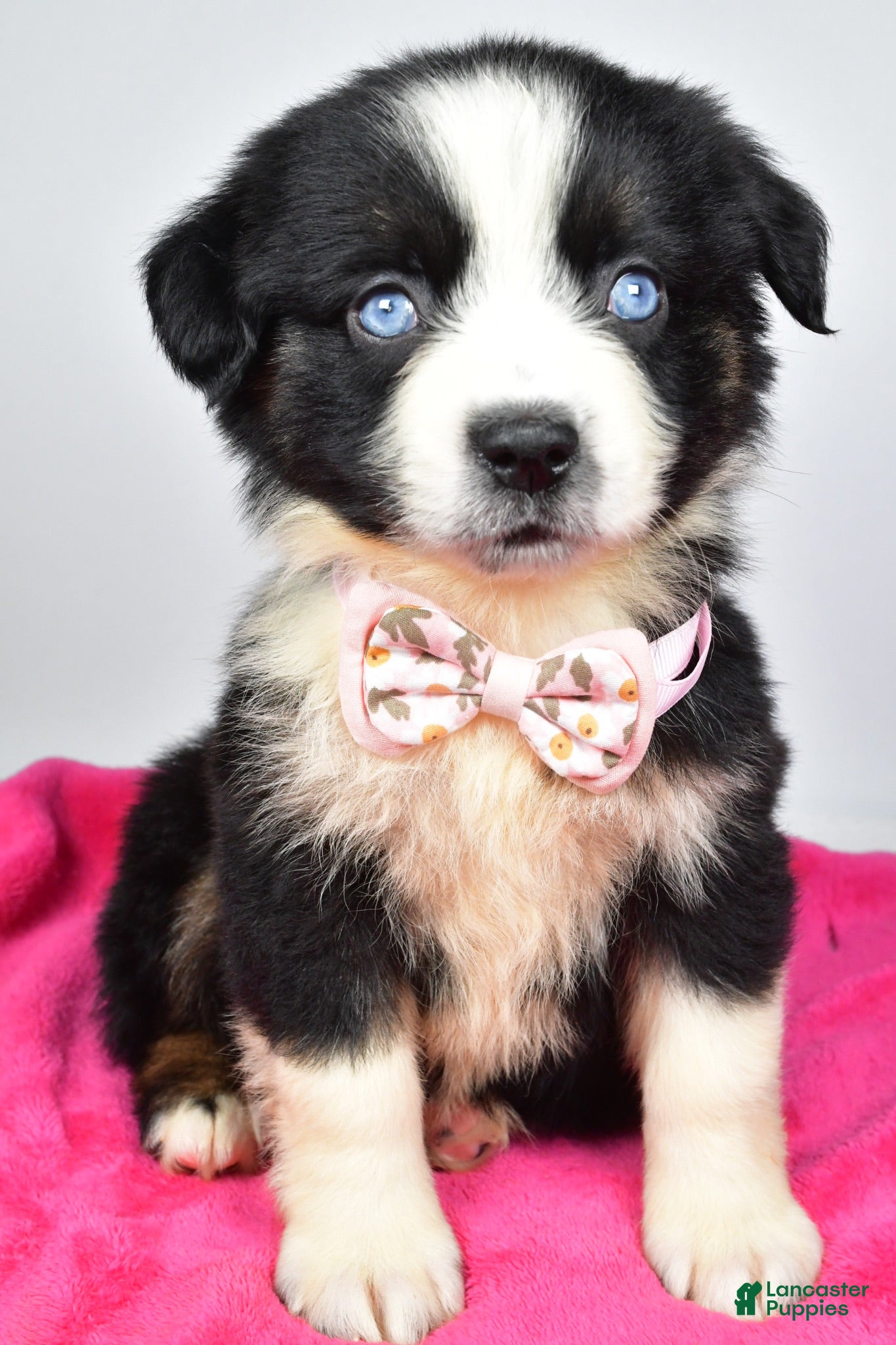 Miniature Australian Shepherd dogs Olivia - Ad 1