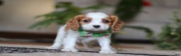 Cavalier King Charles Spaniel dogs for sale: Blaze - Ad 4