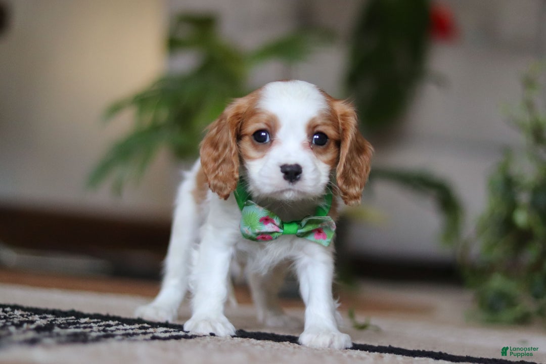 Cavalier King Charles Spaniel dogs for sale: Blaze - Ad 4