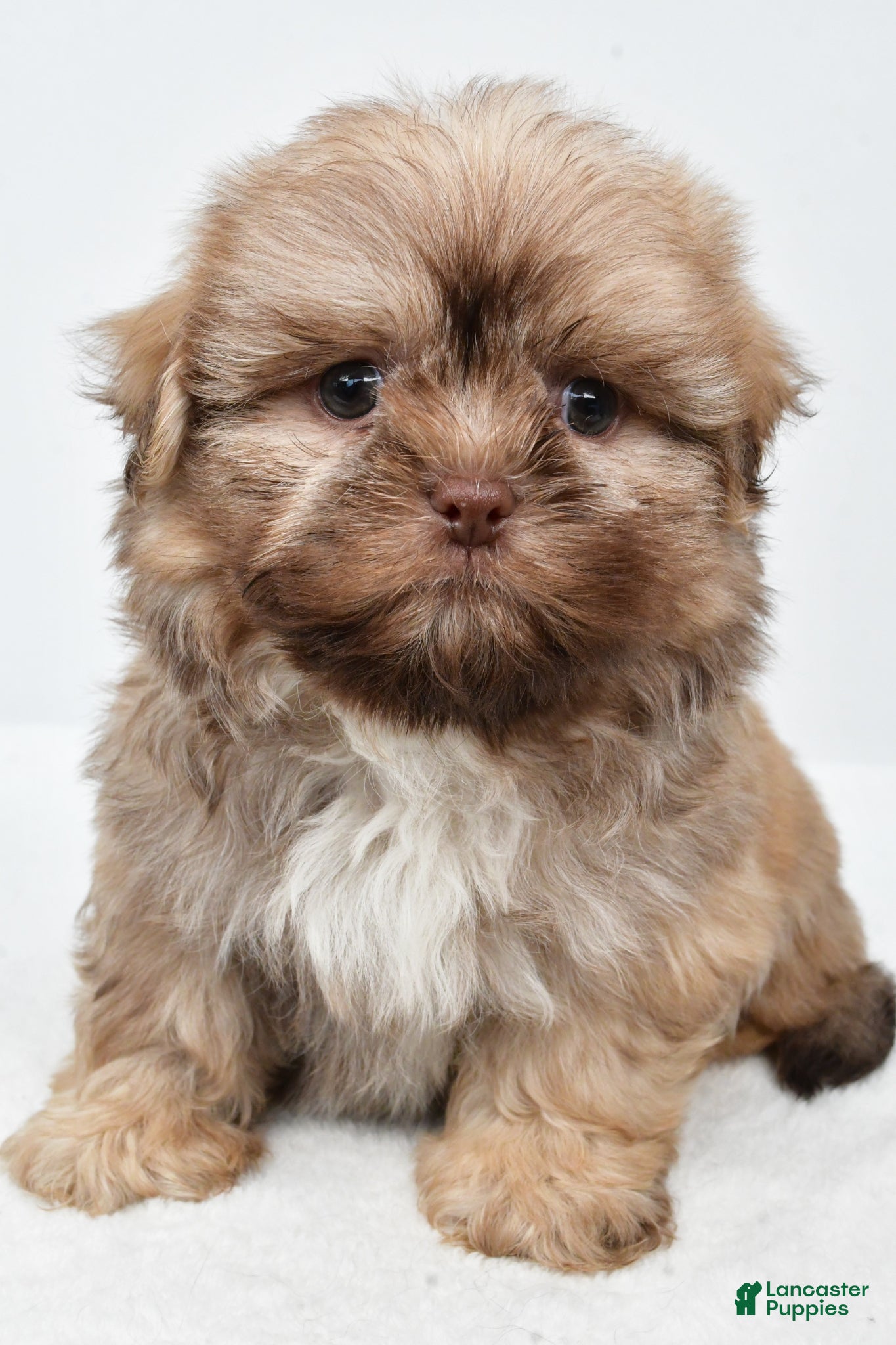 Teddy Bear dogs Daryl - Ad 1