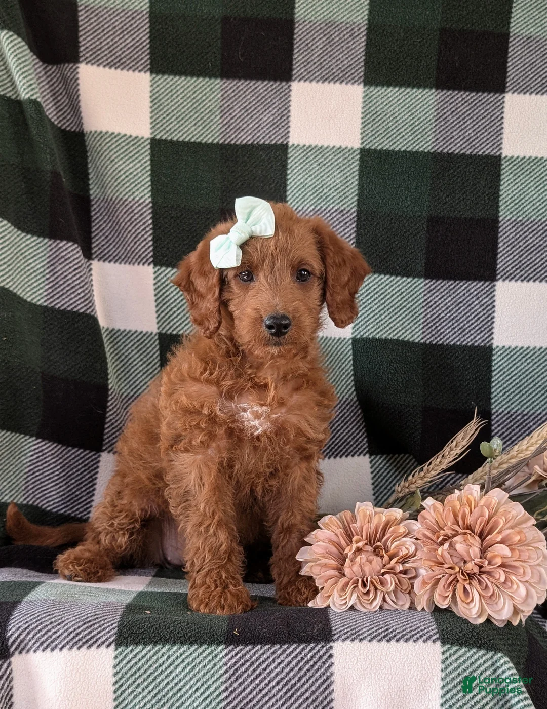 Miniature Labradoodle dogs for sale: Charlee Hypoallergenic - Ad 3