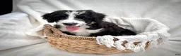 Bernedoodle dogs for sale: Cooper - Ad 3