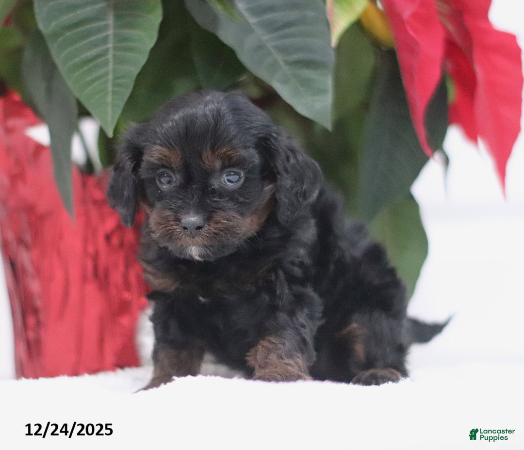 Cavapoo dogs for sale: Ava  - Ad 4