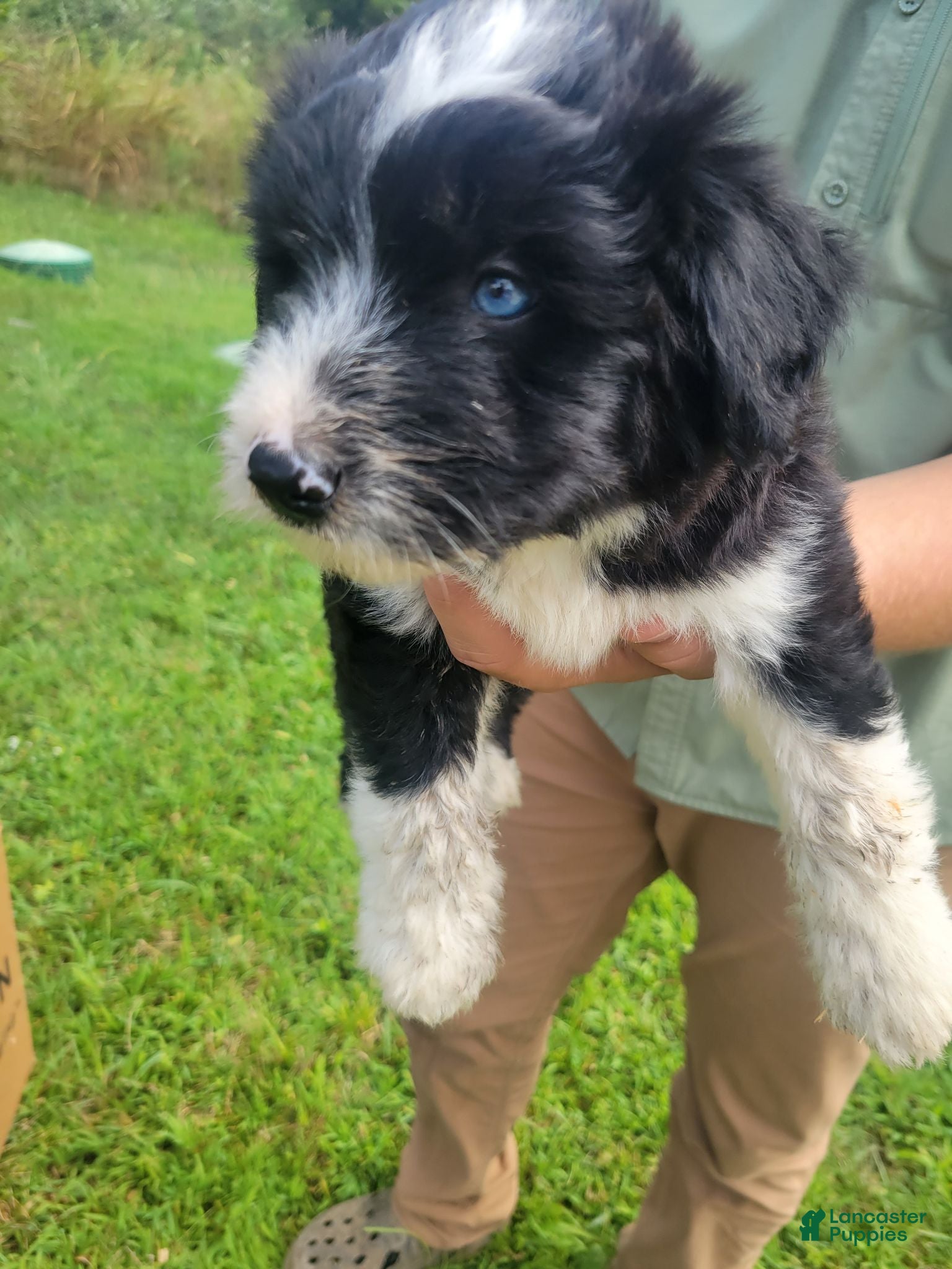 Mixed Breed dogs Miniature huskydoodle - Ad 15