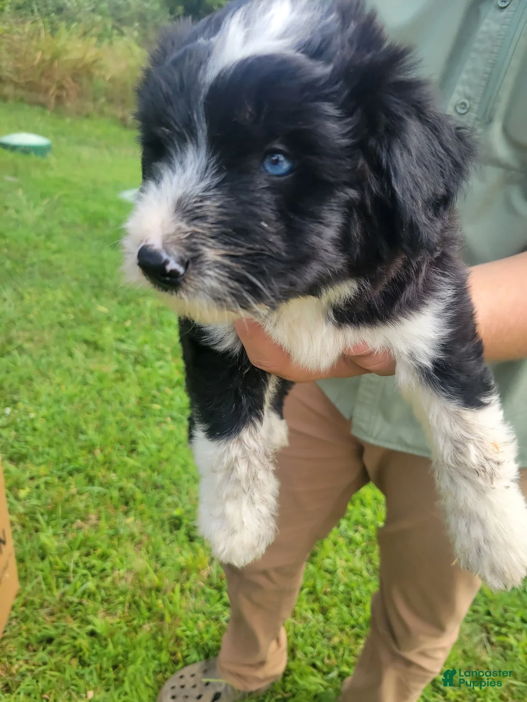 Mixed Breed dogs for sale: Miniature huskydoodle - Ad 1