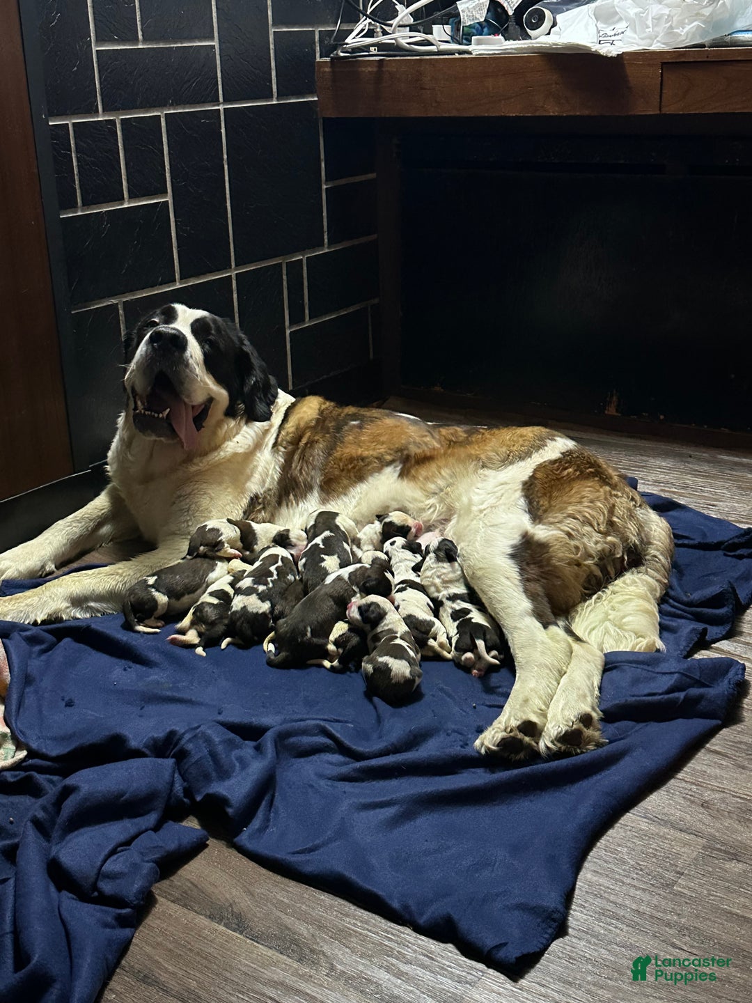 Saint Bernard dogs for sale: Puppy 3 - Ad 7