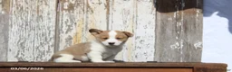 Welsh Corgi Pembroke dogs for sale: Roscoe - Ad 3
